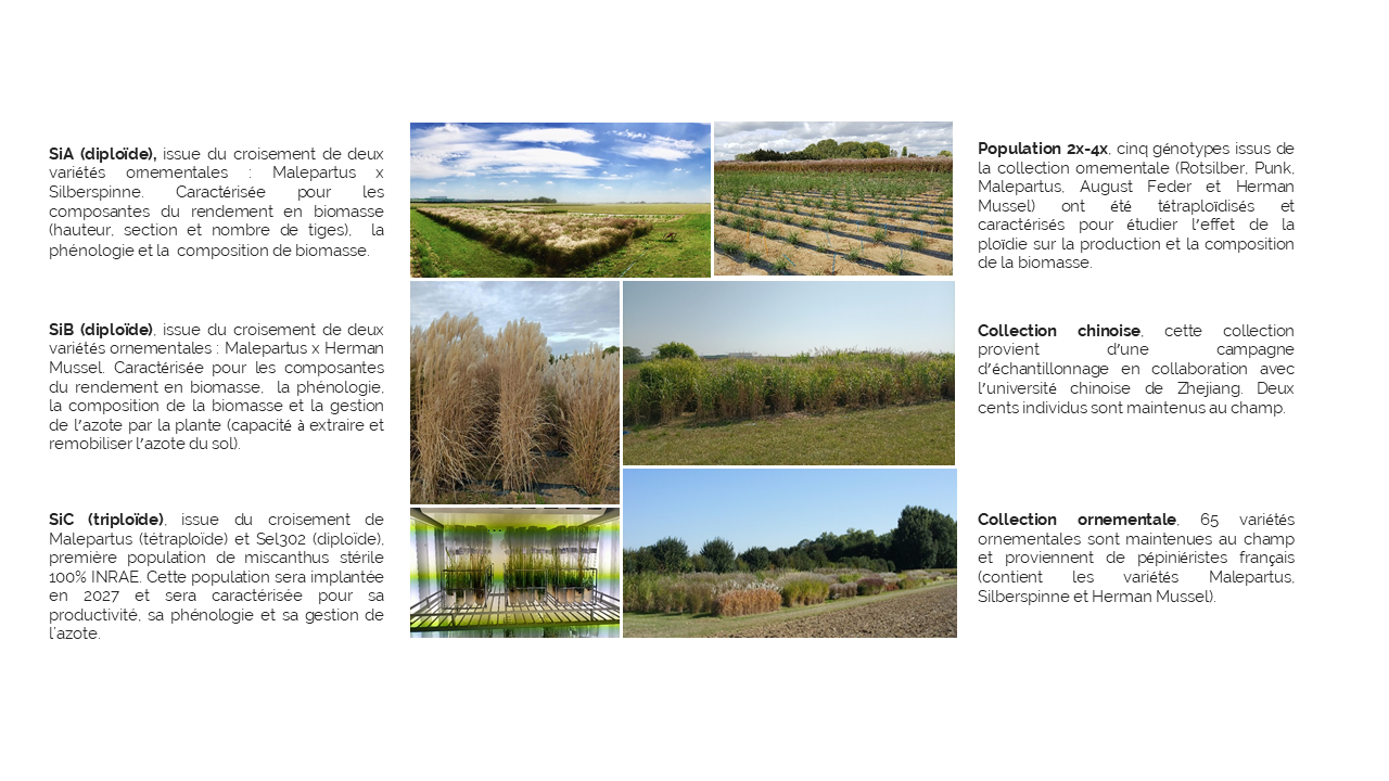 Pr&eacute;sentation des diff&eacute;rentes populations &agrave; disposition sur le site d'Estr&eacute;es-Mons pour des objectifs de recherche et de s&eacute;lection.