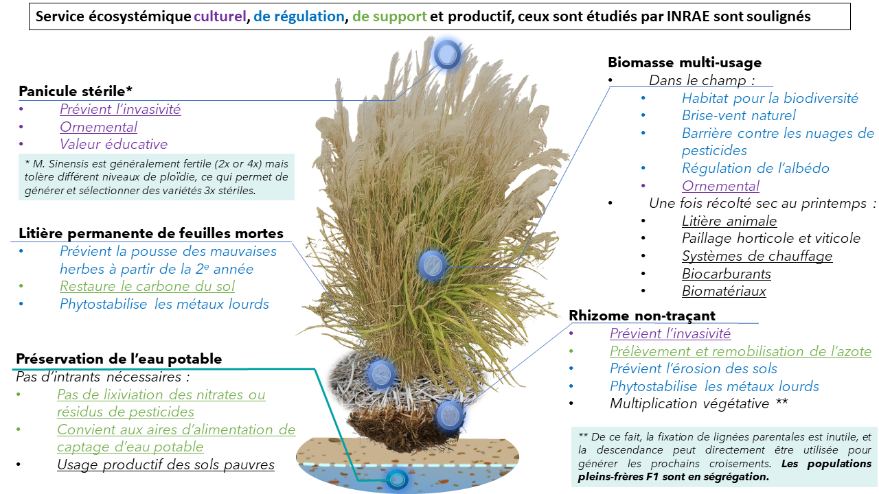 schema_services_ecosystemiques_miscanthus_recherches